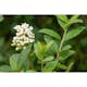 Häck Omnia Garden Liguster 30-50cm Krukodlade