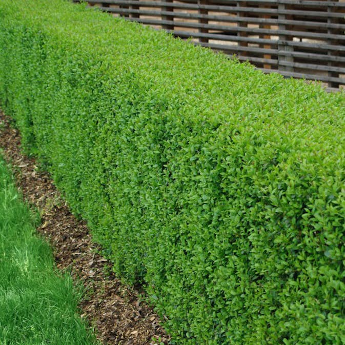 Häck Omnia Garden Liguster 30-50cm Krukodlade