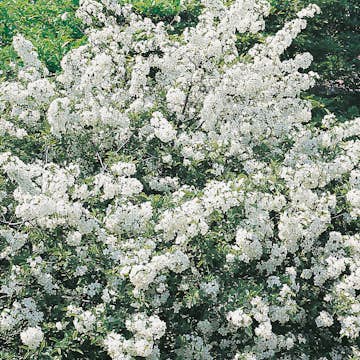 Häck Omnia Garden Bukettapel