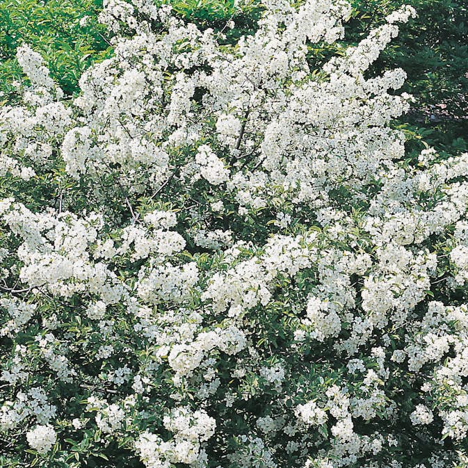 Häck Omnia Garden Bukettapel