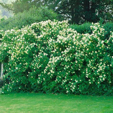Buske Omnia Garden Smultronschersmin 20-30 cm