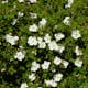 Buske Omnia Garden Vit Ölandstok 10-30cm Krukodlade