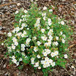 Buske Omnia Garden Vit Ölandstok 10-30cm Krukodlade