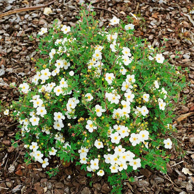 Buske Omnia Garden Vit Ölandstok 10-30cm Krukodlade