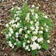 Buske Omnia Garden Vit Ölandstok 10-30cm Krukodlade