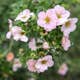 Buske Omnia Garden Ölandstok Pink Beauty