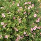 Buske Omnia Garden Ölandstok Pink Beauty