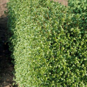 Häck Omnia Garden Måbär 20-40cm Krukodlade