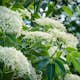 Rabattblomma Omnia Garden Fläder Bålsta 20-40cm