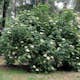 Rabattblomma Omnia Garden Fläder Bålsta 20-40cm