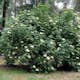 Rabattblomma Omnia Garden Fläder Bålsta 20-40cm
