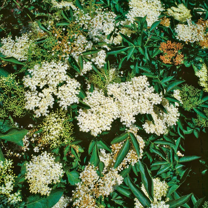 Rabattblomma Omnia Garden Fläder Bålsta 20-40cm