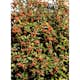 Buske Omnia Garden Oxel 30-50cm Krukodlade