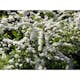 Buske Omnia Garden Norsk Brudspirea 20-40cm Krukodlade