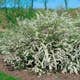Buske Omnia Garden Norsk Brudspirea 20-40cm Krukodlade