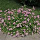 Häck Omnia Garden Dvärgpraktspirea 10-20cm Krukodlade
