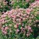 Häck Omnia Garden Dvärgpraktspirea 10-20cm Krukodlade