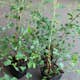 Buske Omnia Garden Bukettspirea 30-50cm Krukodlade