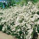 Buske Omnia Garden Bukettspirea 30-50cm Krukodlade