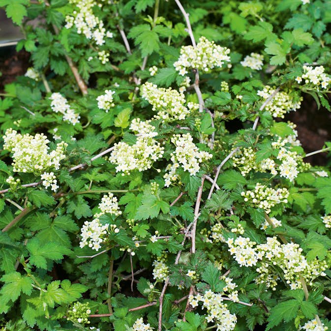 Buske Omnia Garden Stefanandra Krukodlad Liten
