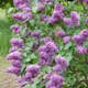 Buske Omnia Garden Syrén 20-40cm Krukodlade