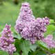 Buske Omnia Garden Syrén 20-40cm Krukodlade