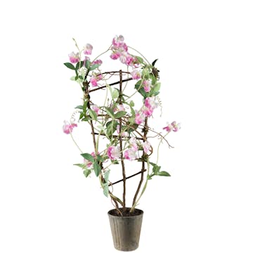 Konstväxt Mr Plant Luktärt