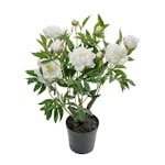 Konstväxt Mr Plant Pion