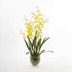 Konstväxt Mr Plant Oncidium
