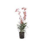 Konstväxt Mr Plant Vanda