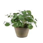 Konstväxt Mr Plant Elefantöra