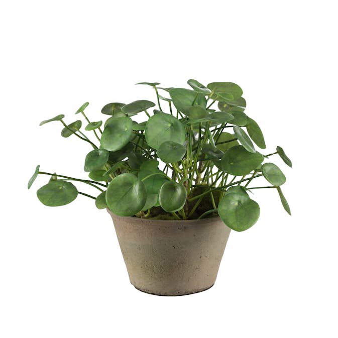 Konstväxt Mr Plant Elefantöra