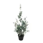 Konstväxt Mr Plant Eucalyptus 95-170