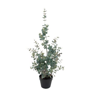 Konstväxt Mr Plant Eucalyptus 95-170