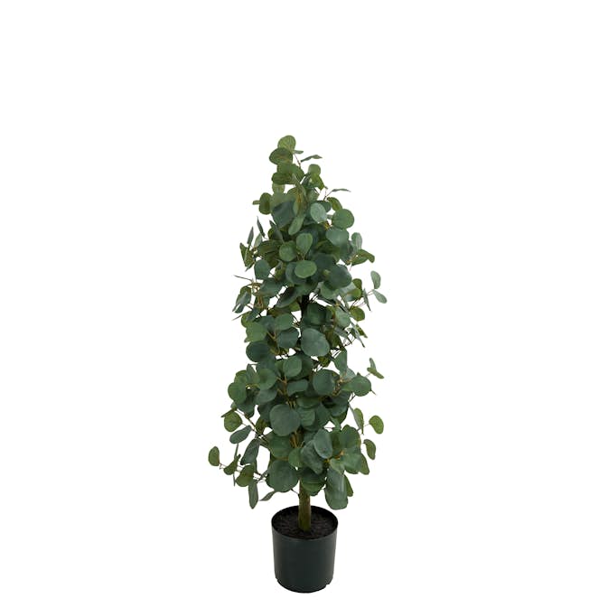 Konstväxt Mr Plant Eucalyptus 100