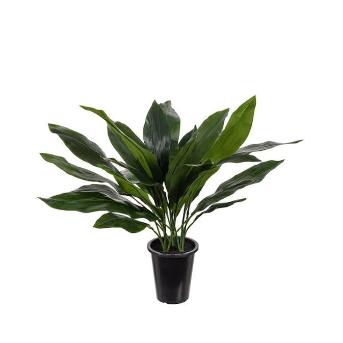 Konstväxt Mr Plant Aspidistra