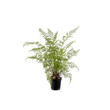 Konstväxt Mr Plant Ormbunke 80-90