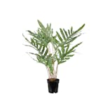 Konstväxt Mr Plant Ormbunke 75