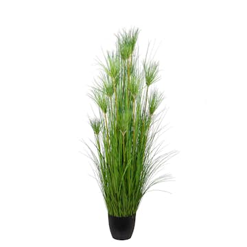 Konstväxt Mr Plant Papyrus