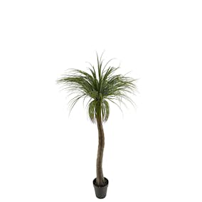 Konstväxt Mr Plant Flasklilja