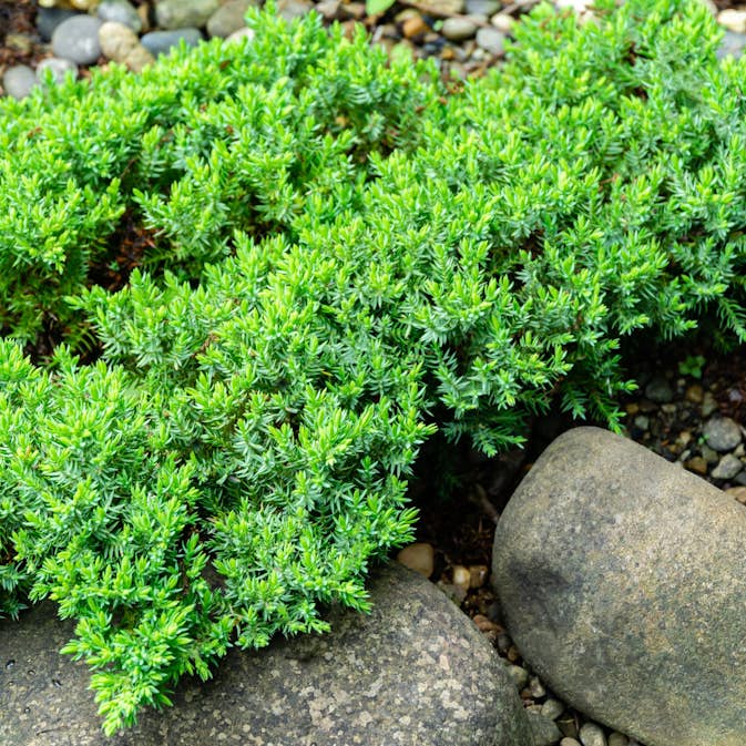 Prydnadsbuske Japansk Kryp-En Omnia Garden Nana