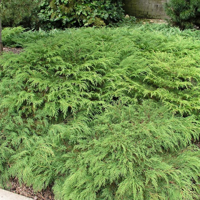 Kryptuja Omnia Garden Lågväxande