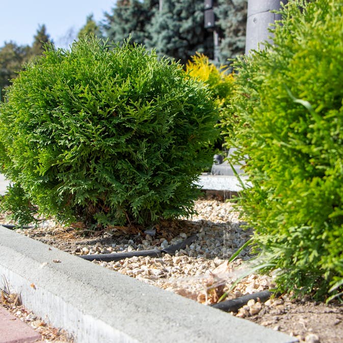 Tuja Omnia Garden Little Giant