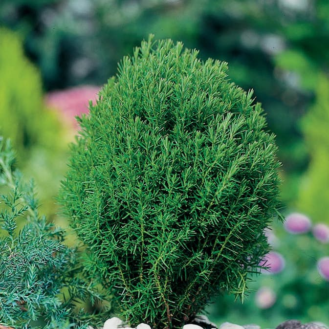 Tuja Omnia Garden Teddy