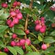 Buske Omnia Garden Amerikanskt Blåbär Pink Lemonade