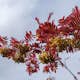 Prydnadsträd Omnia Garden Rönn Autumn Spire - Pelarformigt Växtsätt & Mörkgröna Blad