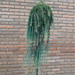 Prydnadsträd Omnia Garden Japansk Lärk Stiff Weeper Prydnadsträd, Höjd 1,5-2 m