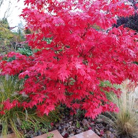 Solitär Buske Omnia Garden Prydnadsbuske Japansk Lönn Osakazuki