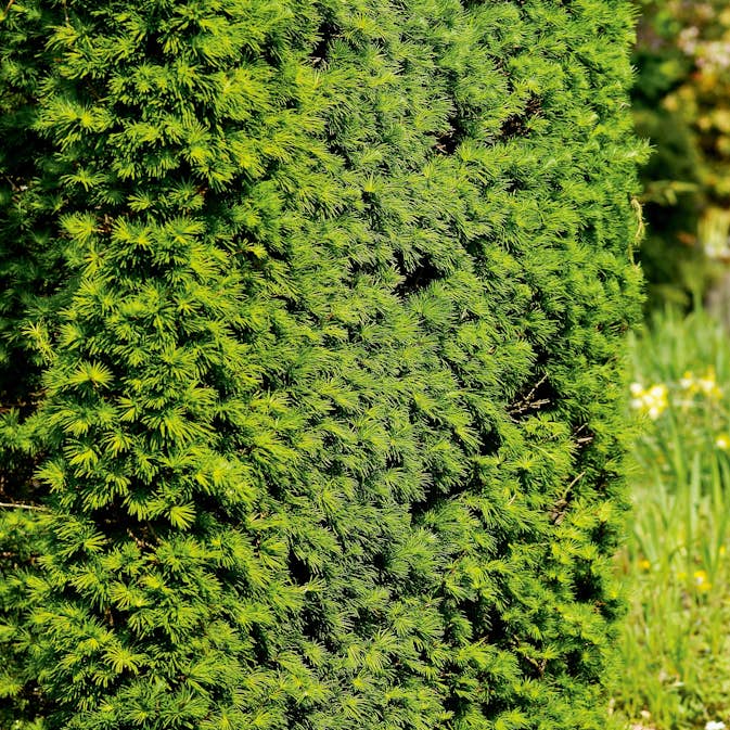 Häck Japansk Lärk Omnia Garden