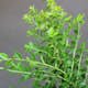 Prydnadsbuske Omnia Garden Myrtentry